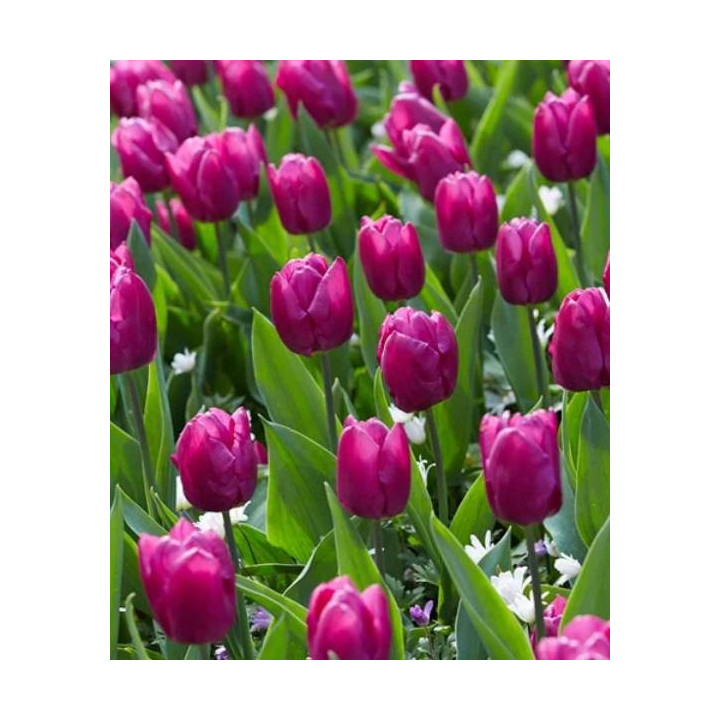 TULIPAN  PINK PRIDE   5 SZT ROZMIAR 12 +