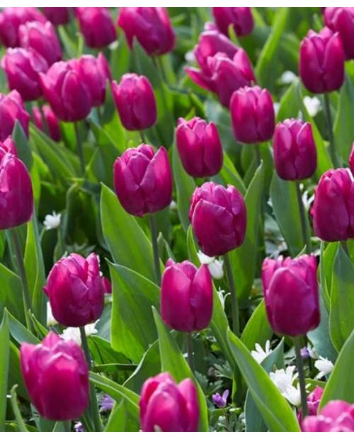 TULIPAN PINK PRIDE  10 SZT ROZMIAR 12 +