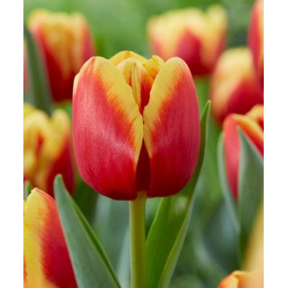 TULIPAN  REPLAY   5 SZT ROZMIAR 12 +