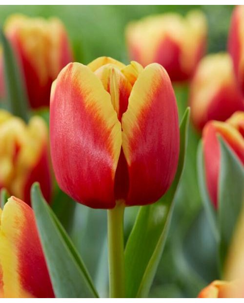 TULIPAN  REPLAY   5 SZT ROZMIAR 12 +