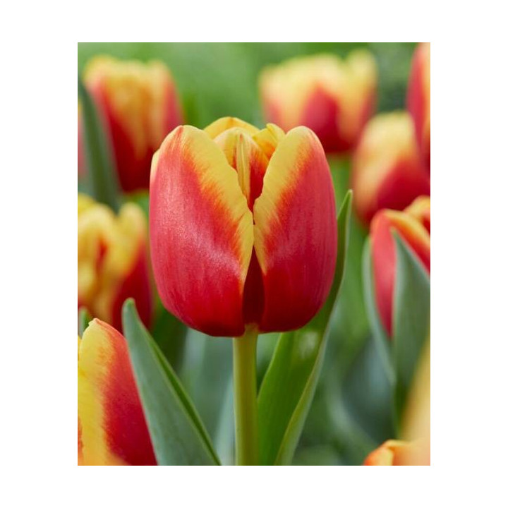 TULIPAN  REPLAY   5 SZT ROZMIAR 12 +