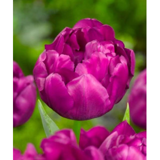 TULIPAN  SAIGON DOUBLE   5 SZT ROZMIAR 12 +