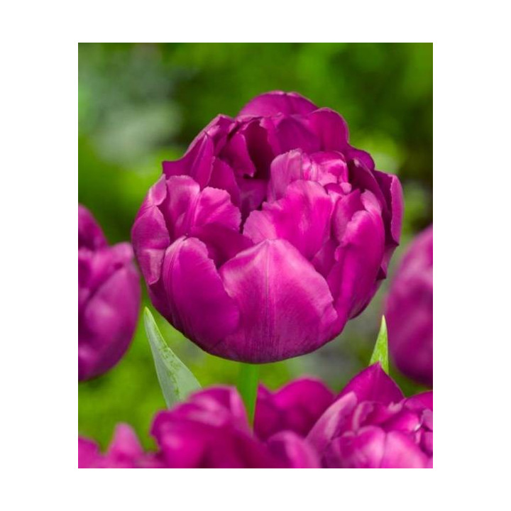 TULIPAN  SAIGON DOUBLE   5 SZT ROZMIAR 12 +