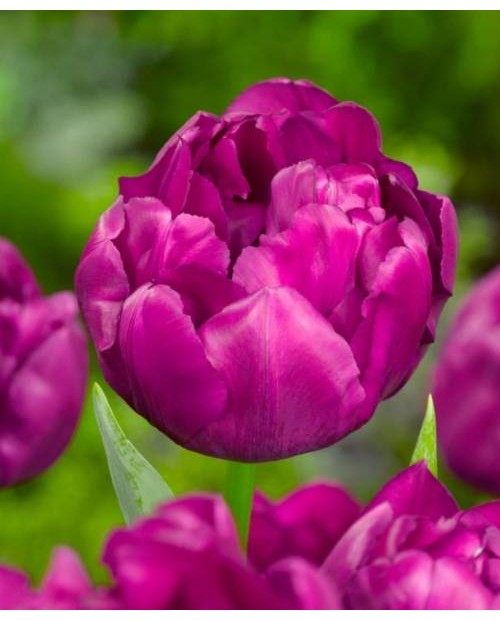 TULIPAN  SAIGON DOUBLE 10 SZT ROZMIAR 12 +
