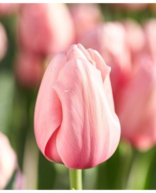 TULIPAN  SALMON IMPRESSION   5 SZT ROZMIAR 11 +