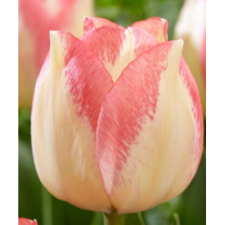 TULIPAN  SPRYNG SUNRISE   5 SZT ROZMIAR 12 +