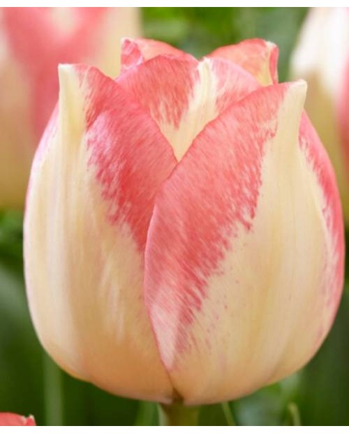 TULIPAN  SPRYNG SUNRISE   5 SZT ROZMIAR 12 +