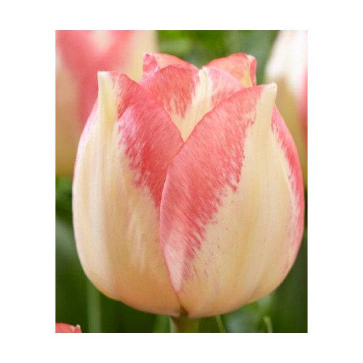 TULIPAN  SPRYNG SUNRISE   5 SZT ROZMIAR 12 +