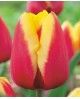 TULIPAN JAN SEIGNETTE  5 SZT ROZMIAR 12 +