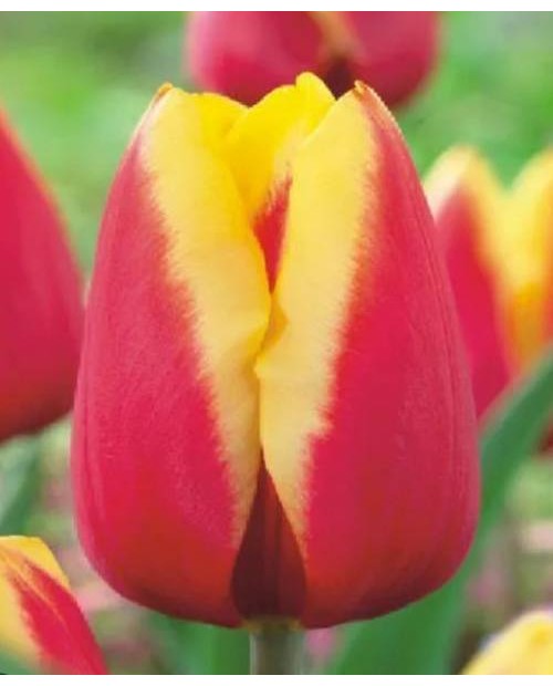 TULIPAN JAN SEIGNETTE  5 SZT ROZMIAR 12 +