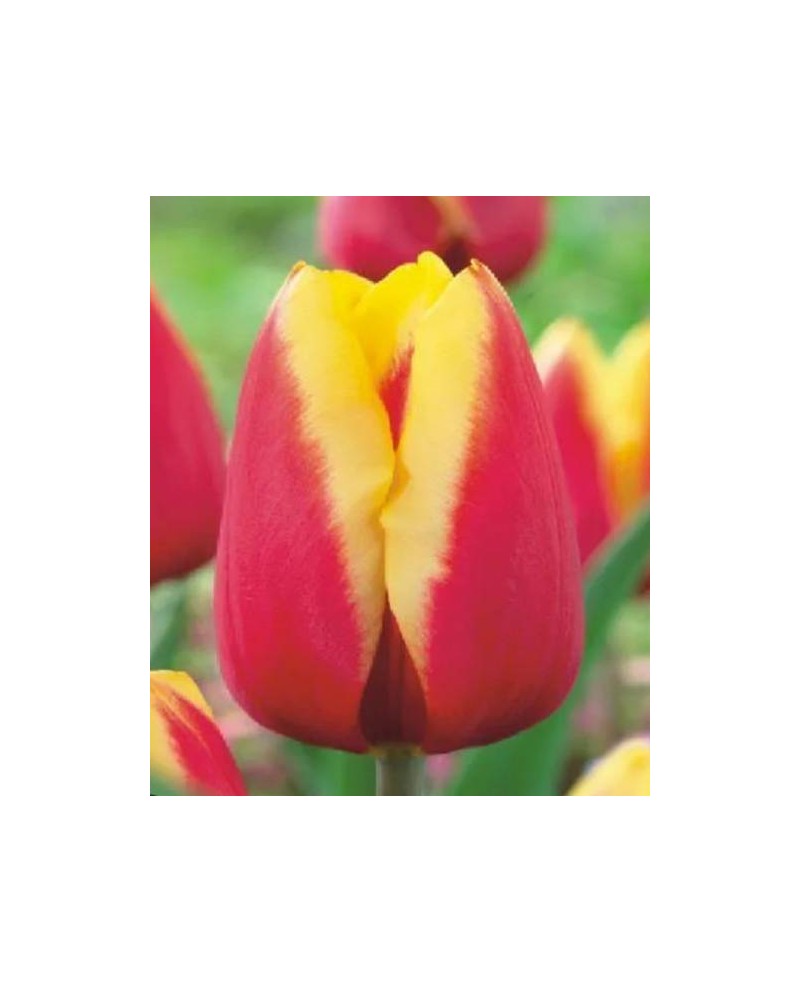 TULIPAN JAN SEIGNETTE  5 SZT ROZMIAR 12 +