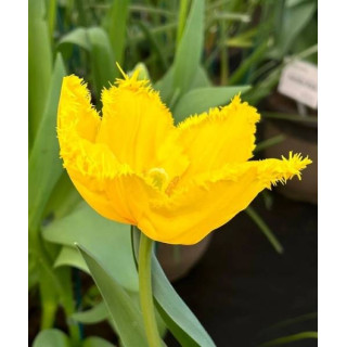 TULIPAN SUN FRILLZZ  5 SZT ROZMIAR 12 +