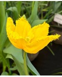TULIPAN SUN FRILLZZ  5 SZT ROZMIAR 12 +