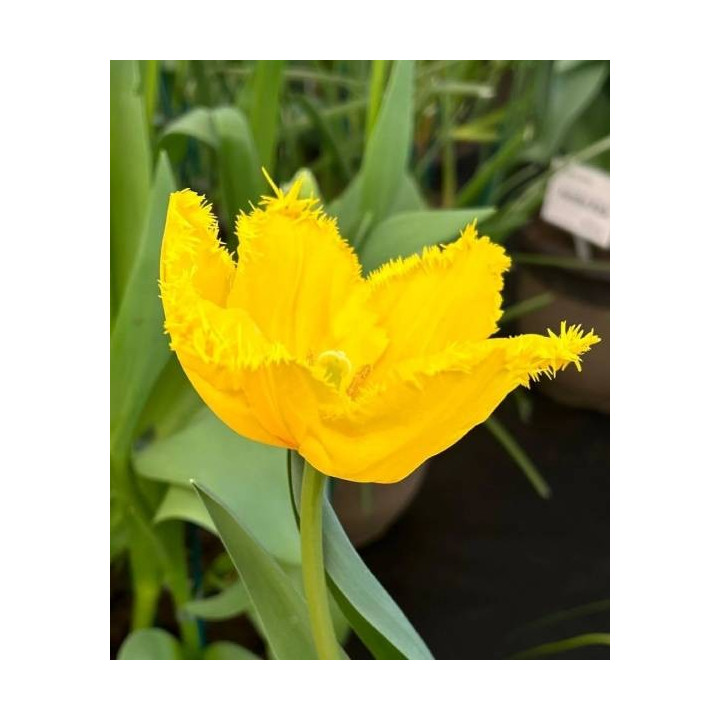 TULIPAN SUN FRILLZZ  5 SZT ROZMIAR 12 +