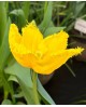 TULIPAN SUN FRILLZZ  5 SZT ROZMIAR 12 +