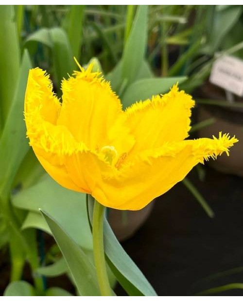 TULIPAN SUN FRILLZZ 10 SZT ROZMIAR 12 +