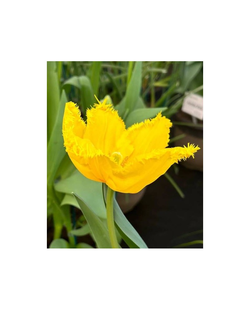 TULIPAN SUN FRILLZZ 10 SZT ROZMIAR 12 +