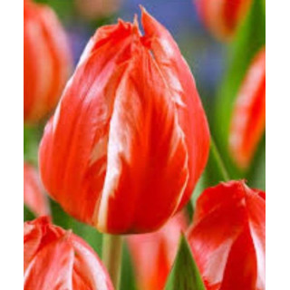 TULIPAN FRENDLY FIRE  5 SZT ROZMIAR 12 +