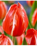 TULIPAN FRENDLY FIRE  5 SZT ROZMIAR 12 +