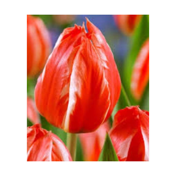 TULIPAN FRENDLY FIRE  5 SZT ROZMIAR 12 +