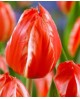 TULIPAN FRENDLY FIRE  5 SZT ROZMIAR 12 +