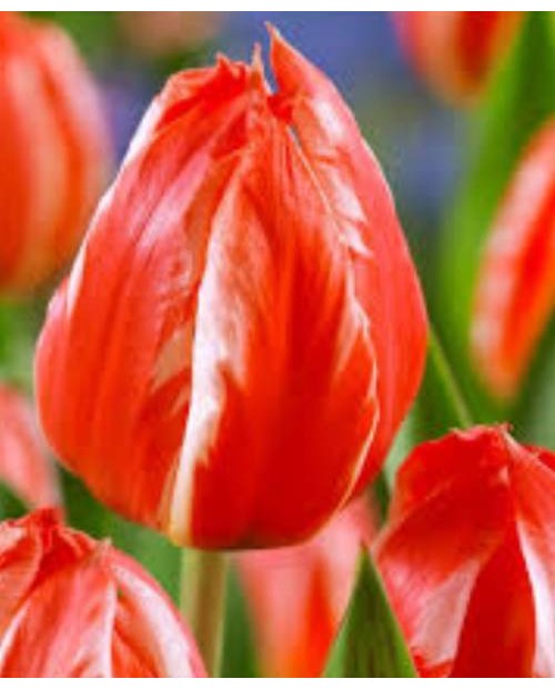 TULIPAN FRENDLY FIRE  5 SZT ROZMIAR 12 +
