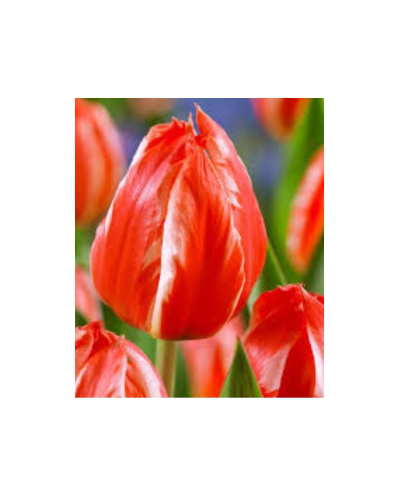 TULIPAN FRENDLY FIRE  5 SZT ROZMIAR 12 +