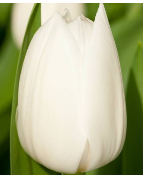 TULIPAN ROYAL VIRGIN 5 SZT ROZMIAR 12 +
