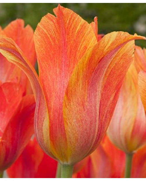 TULIPAN EL NINO  5 SZT ROZMIAR 12 +