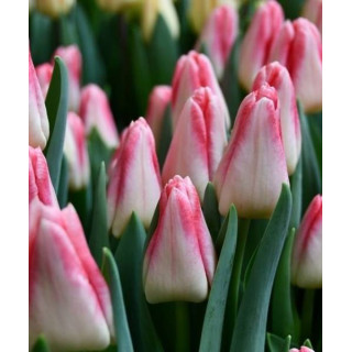 TULIPAN  PULLITZER  5 SZT ROZMIAR 12 +