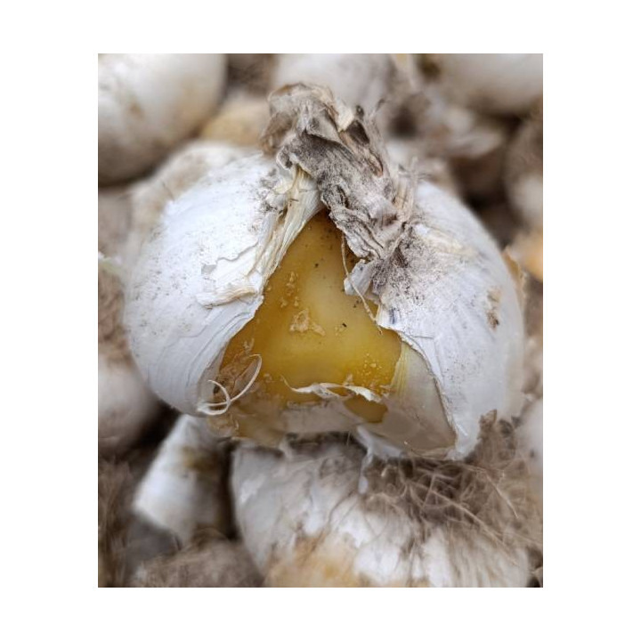 czosnek ozdobny bialy whitegogant byliny cebulki kwiatowe