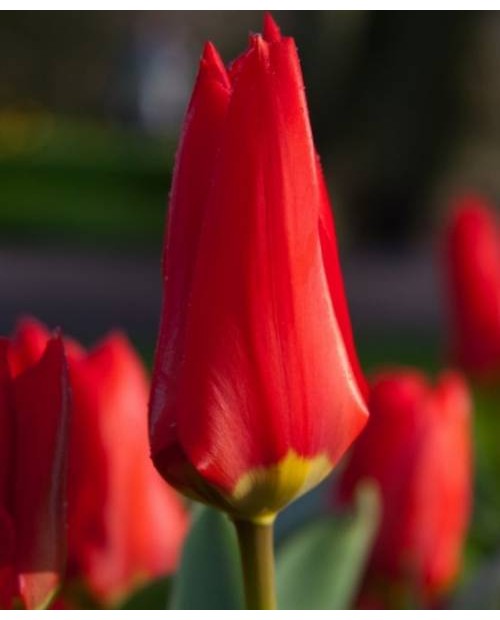 TULIPAN  MADAME LEFEBER  5 SZT ROZMIAR 12 +