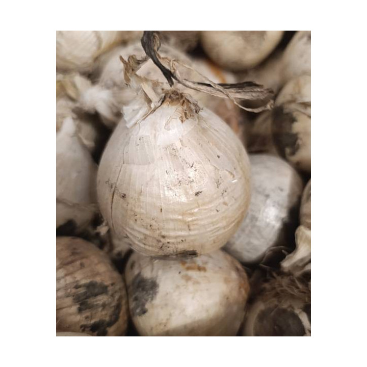 czosnek ozdobny magic lilietulipany łodz cebulki kwiatowe fioletowy