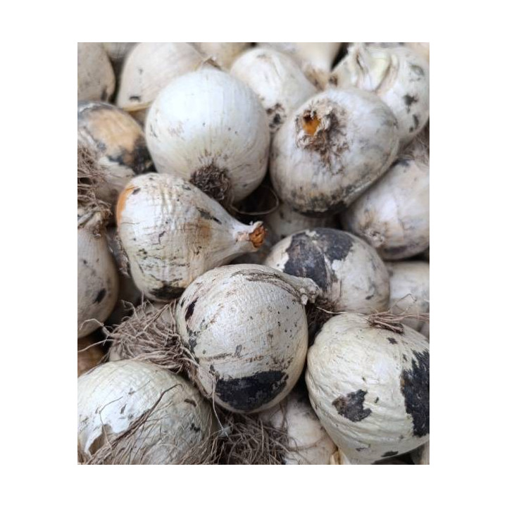 czosnek ozdobny fioletowy lilietulipany lodz cebulki _kwiatowe