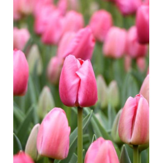 TULIPAN PINK PRIDE 5 SZT ROZMIAR 12 +