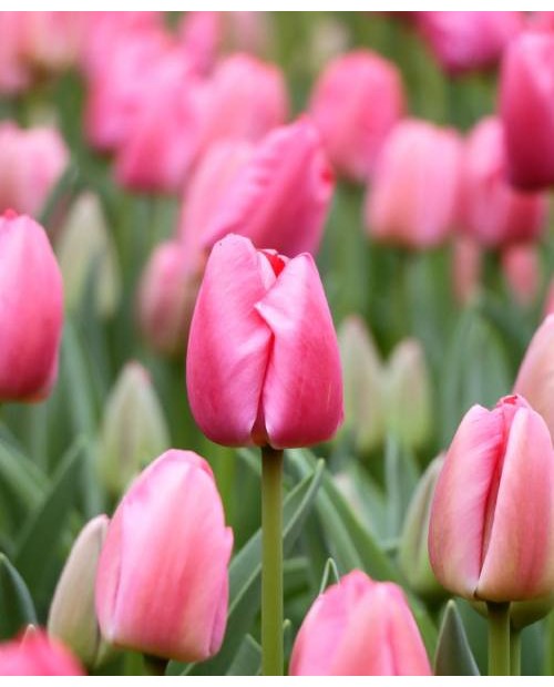 TULIPAN PINK PRIDE 5 SZT ROZMIAR 12 +