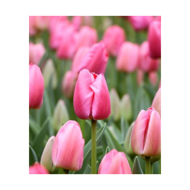 TULIPAN PINK PRIDE 5 SZT ROZMIAR 12 +