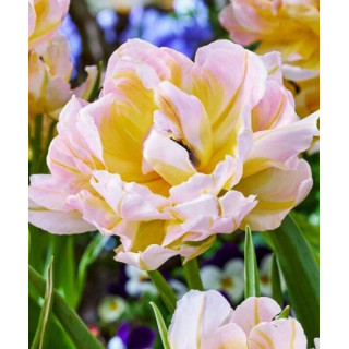 Cebulki kwiatowe – sklep online | Sadzenie i pielęgnacja