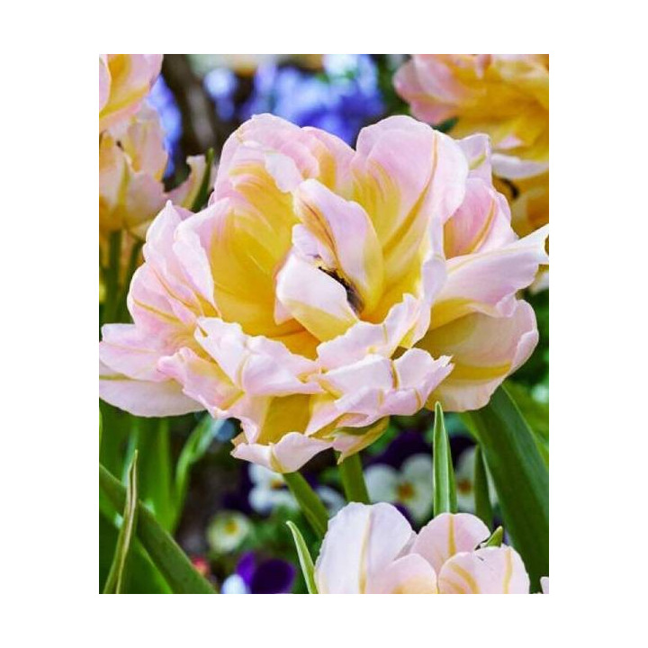 Cebulki kwiatowe – sklep online | Sadzenie i pielęgnacja