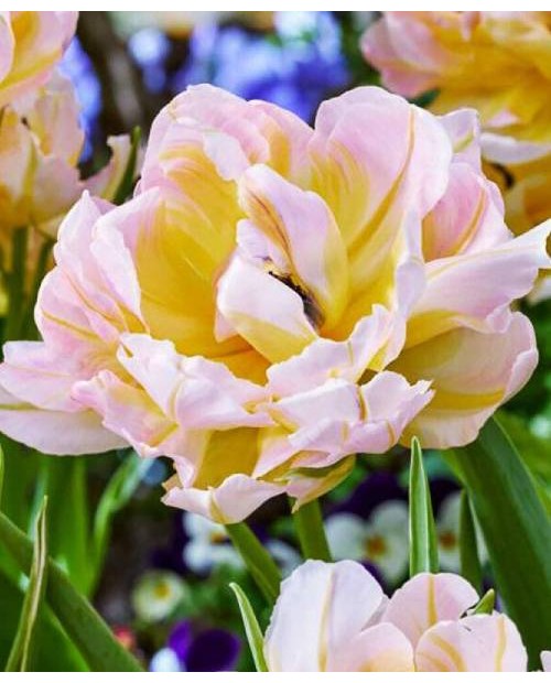TULIPAN PASSWORD 5 SZT ROZMIAR 12 +