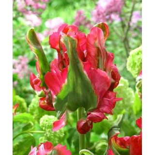 Cebulki kwiatowe – sklep online | Sadzenie i pielęgnacja