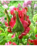 TULIPAN RED WAVE 5 SZT ROZMIAR 12 +