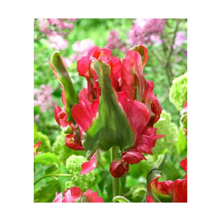 Cebulki kwiatowe – sklep online | Sadzenie i pielęgnacja