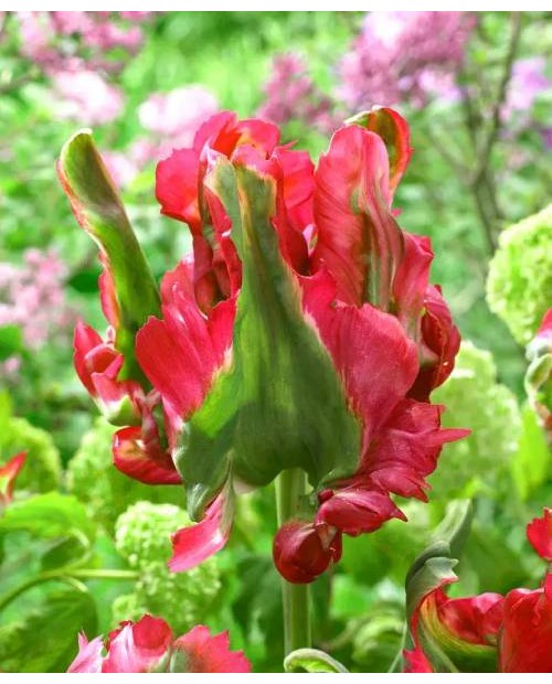 TULIPAN RED WAVE 5 SZT ROZMIAR 12 +
