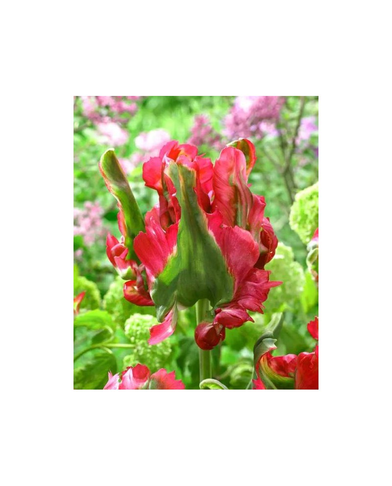 TULIPAN RED WAVE 5 SZT ROZMIAR 12 +