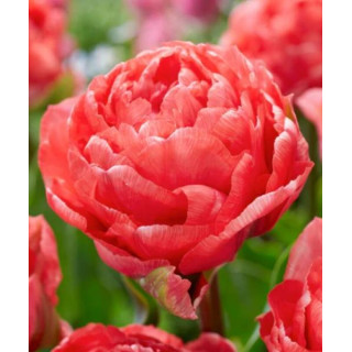 Cebulki kwiatowe – sklep online | Sadzenie i pielęgnacja