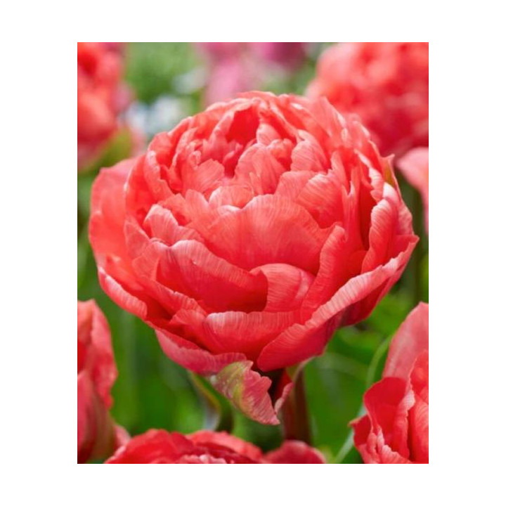 Cebulki kwiatowe – sklep online | Sadzenie i pielęgnacja