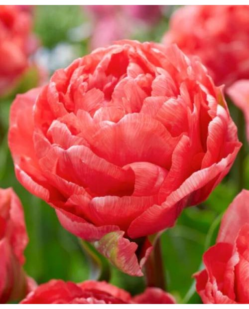TULIPAN TAIWAN 5 SZT ROZMIAR 12 +