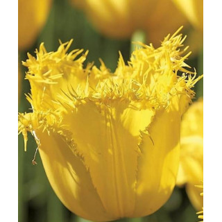 TULIPAN SUNNY TIME 5 SZT ROZMIAR 12 +