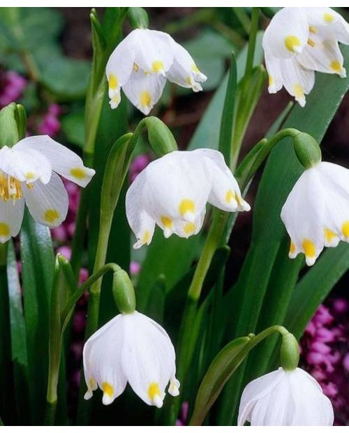 ŚNIEŻNIK LEUCOJUM 10 SZT ROZMIAR 16+
